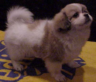 Pitt Jr