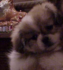 Pitt Jr