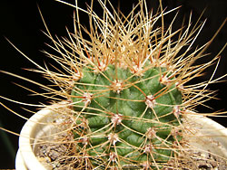 acanthocalycium violaceum