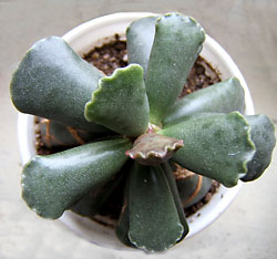 adromiscus cooperi