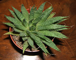 aloe aristata