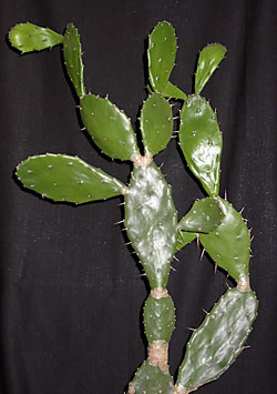opuntia