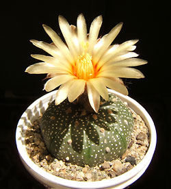 astrophytum asterias
