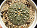 astrophytum asterias