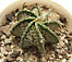 astrophytum capricorne