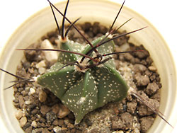 mammillaria collinsii