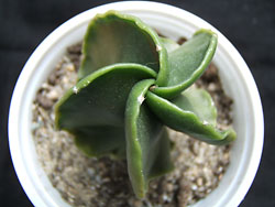 mammillaria elongata forma cristata