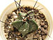 astrophytum myriostigma concolens