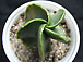 astrophytum myriostigma v. nudum