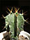 astrophytum ornatum