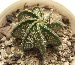 mammillaria glasii