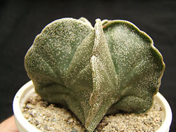 astrophytum myriostigma
