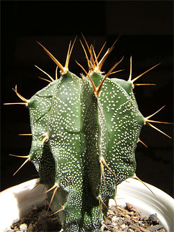 mammillaria longicoma