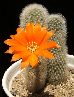 aylostera muscula