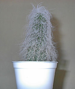 cephalocereus