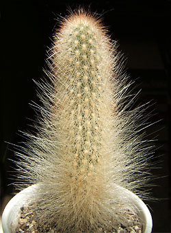 cereus sp