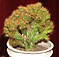 cereus jamacaru