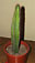 cereus sp.