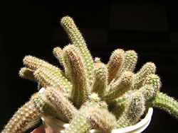 chamaecereus silvestrii
