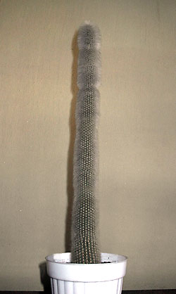 cleistocactus strausii