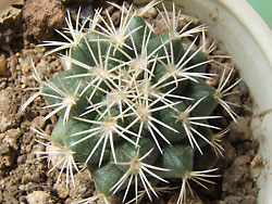 coryphanta brumioni