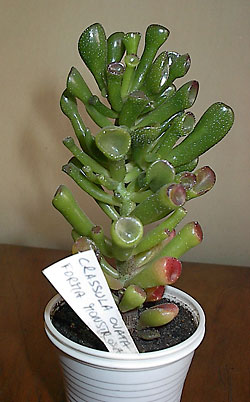 crassula monstrosa