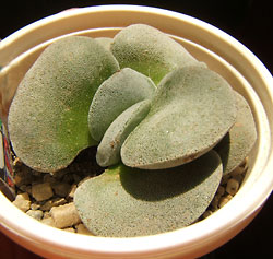 crassula morgan's beauty