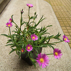 delosperma sutherlandii