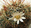 Dolicothele decipiens virága