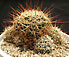 Dolicothele decipiens