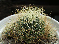 dolicothele campotricha
