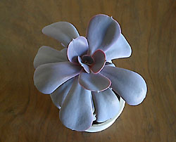echeveria metallica
