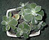 echeveria setosa