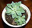 echeveria sp.