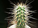 echinocereus subinermis var. lutea