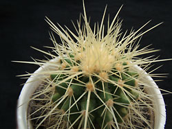 echinocactus grusonii