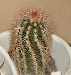 echinocereus pectinatus