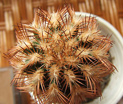 echinocereus pectinatus felülnézet