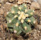 echinocereus subinermis var. lutea