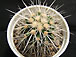 echinocactus grusonii v.albispina