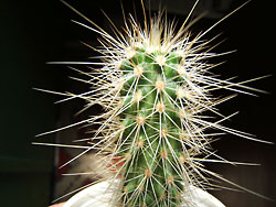 echinocereus sp.