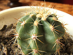 echinocereus subinermis var. lutea