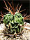 echinofossulocactus sp.