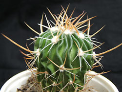 echinofossulocactus phyllacanthus