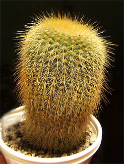 eriocactus schumanianus