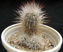escobaria brumioni