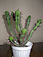 euphorbia enopla