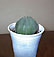 euphorbia obesa