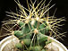 ferocactus glaucescens
