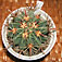 ferocactus latispinus